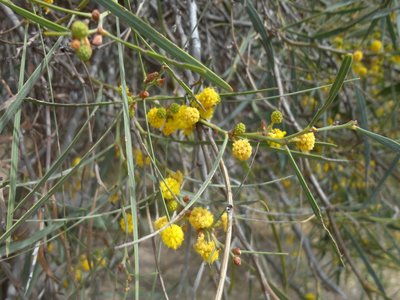 Acacia retinodes