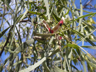 Acacia salicina