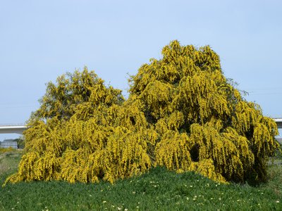 Acacia saligna