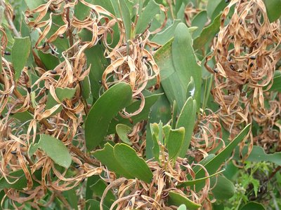 Acacia sophorae