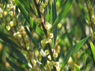Acacia stricta