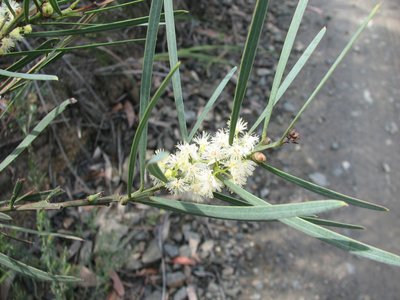 Acacia suaveolens