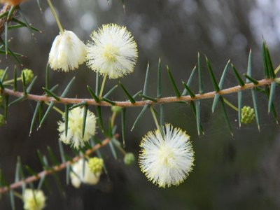 Acacia ulicifolia