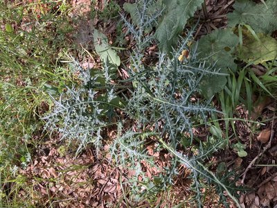 Acanthus spinosus