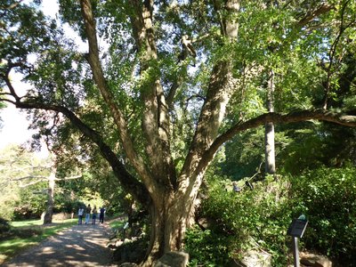 Acer buergeranum