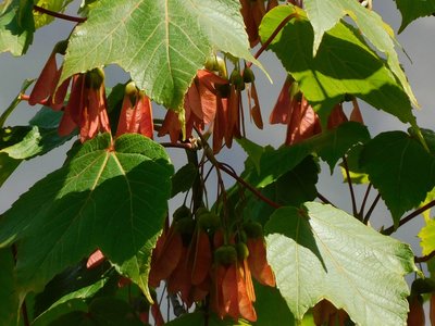 Acer caesium
