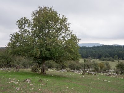 Acer campestre