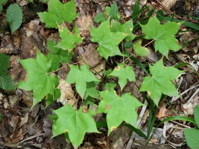 Acer cappadocicum