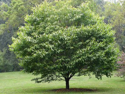Acer carpinifolium