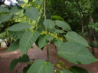 Acer davidii