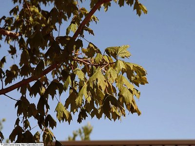 Acer floridanum
