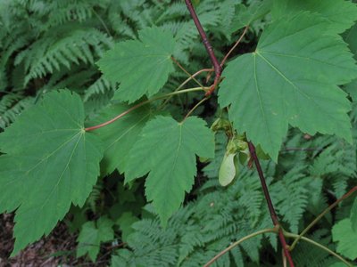 Acer glabrum