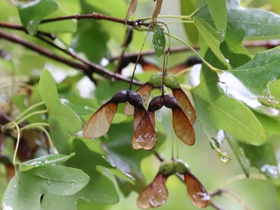 Acer grandidentatum