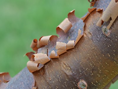 Acer griseum