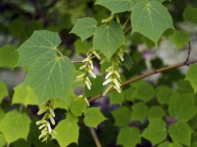 Acer hersii