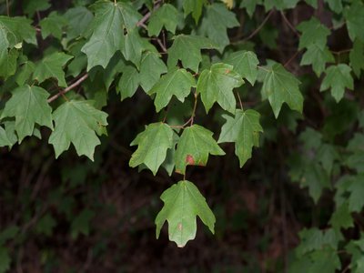 Acer leucoderme
