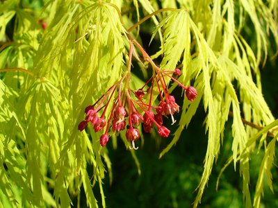 Acer palmatum