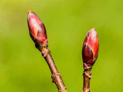 Acer pseudoplatanus