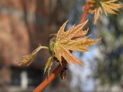 Acer saccharinum
