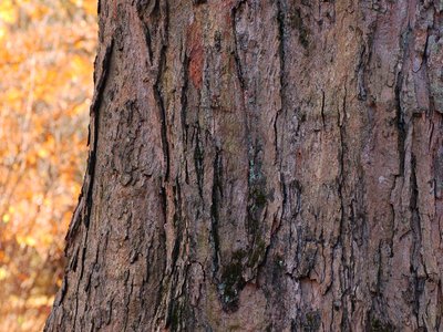 Acer saccharum