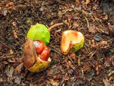 Aesculus glabra