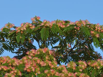 Albizia julibrissin