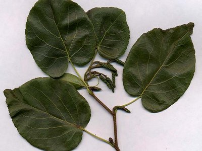 Alnus cordata