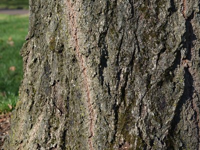 Alnus japonica