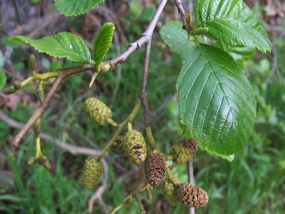 Alnus rhombifolia