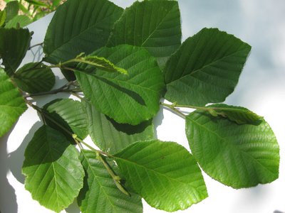 Alnus serrulata