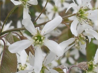 Amelanchier canadensis