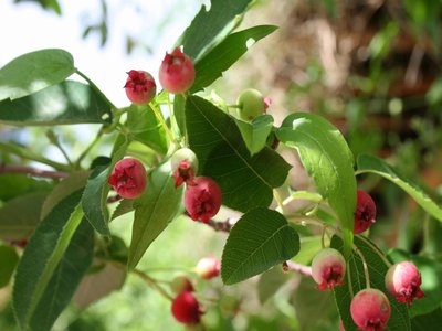 Amelanchier laevis