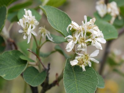Amelanchier utahensis