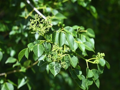 Amyris elemifera