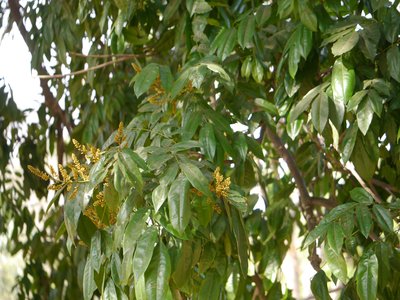 Andira inermis