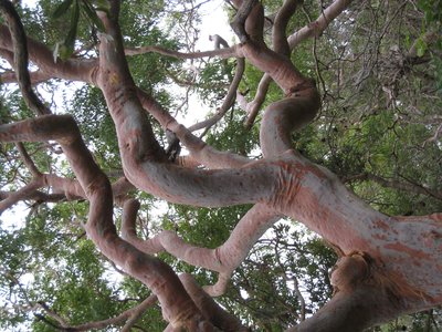 Angophora costata
