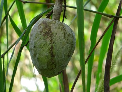 Annona reticulata