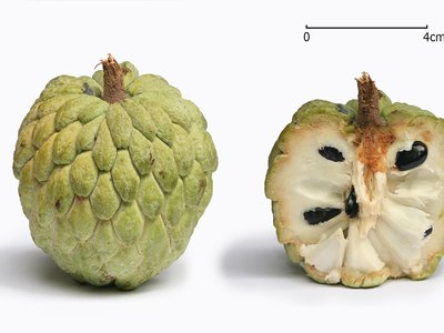 Annona squamosa