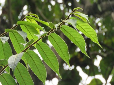 Antiaris toxicaria