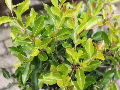 Apodytes dimidiata