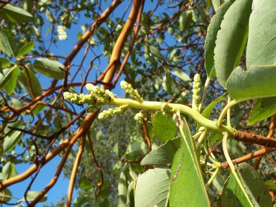 Arbutus menziesii