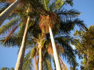 Archontophoenix cunninghamiana