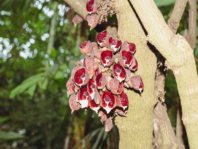 Aristolochia arborea