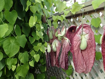 Aristolochia grandiflora