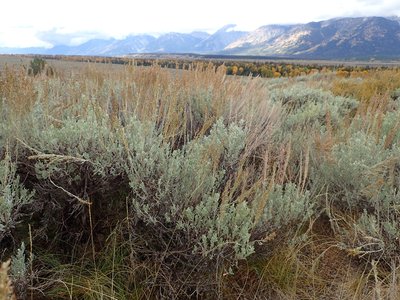 Artemisia tridentata