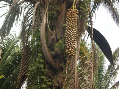 Babassu Palm