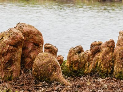 Bald Cypress