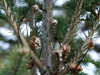 Balsam Fir