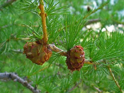 Balsam Larch