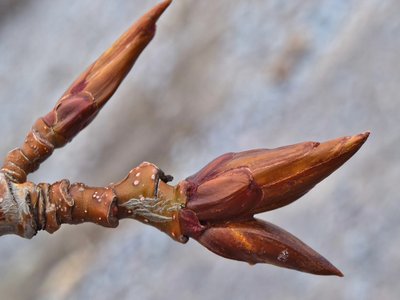 Balsam Poplar